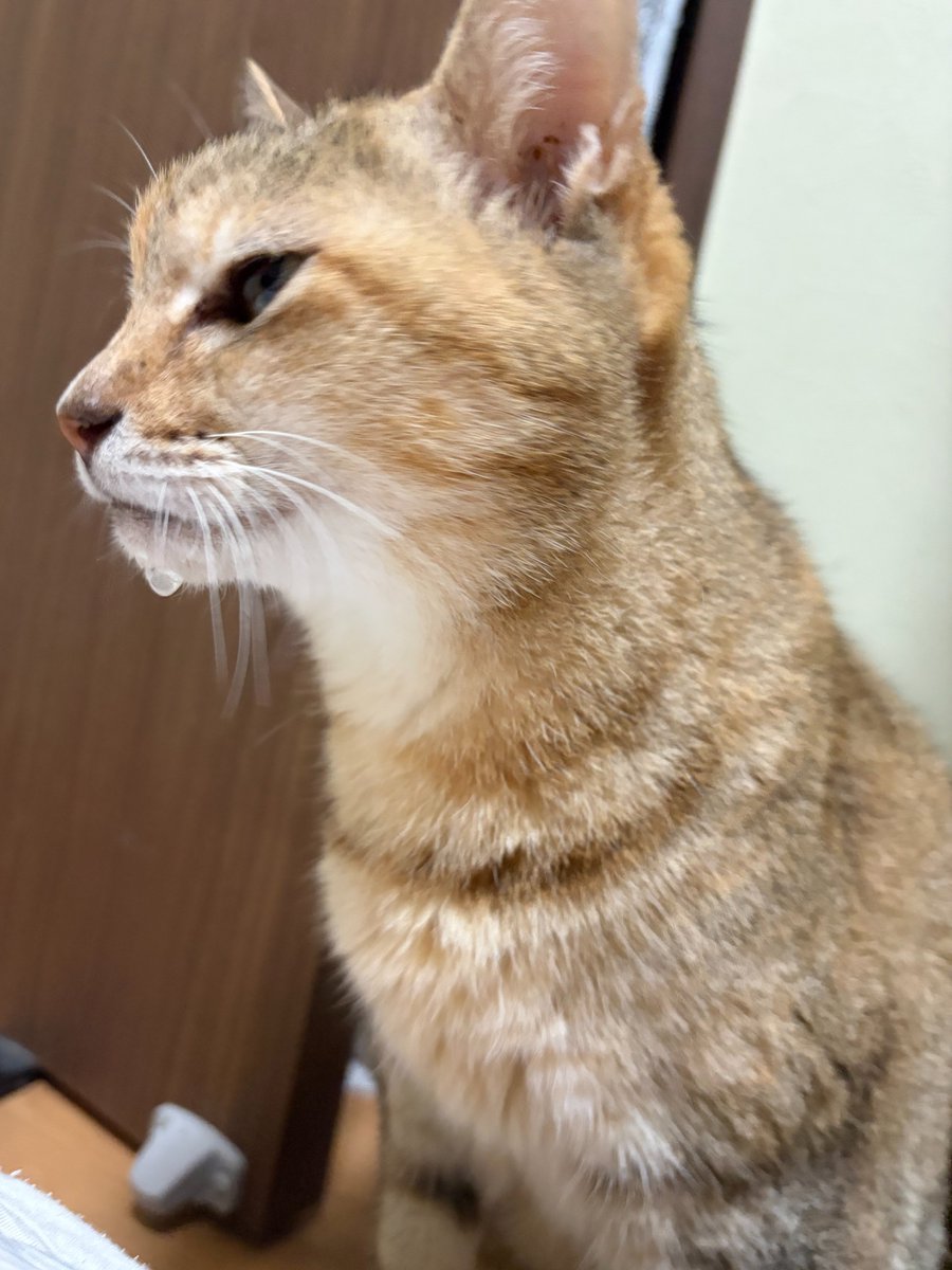 a_anpet's tweet photo. テンばぁちゃんは最近、水を飲むとアゴがびちゃびちゃになります🧑‍🦳
10月10日で19歳🙌
#anpet #保護猫 https://t.co/apzyz6IjJJ