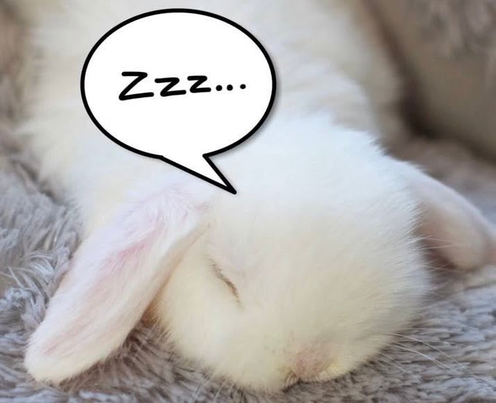 cncpetgf's tweet photo. #sleepybunny https://t.co/hXywO0pxX4