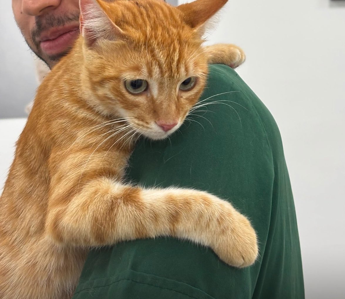 cattingwoman's tweet photo. sizinle acil bir ilan paylaşmak istiyorum 
herhalde 1 kediye çoğumuzun ayıracak bir minderi vardır. Bu kedinin ismi Bal. 
bebekken sarı kedi ay ne tatlı diye alınıyor ve büyüdükçe yaramazlaştıkça evim tüllerine tırmandığı için balkona kitleniyor ve balkondan düşüyor. 
çok şükür bir şey olmamış ama. balkonda pisliğinin içinde yaşamaya devam etmiş bir kafese koymuşlar düşmesin diye. 
Bal yuva arıyor arkadaşlar
kısır 1 yaşında şeker gibi bir oğlan 
istanbul