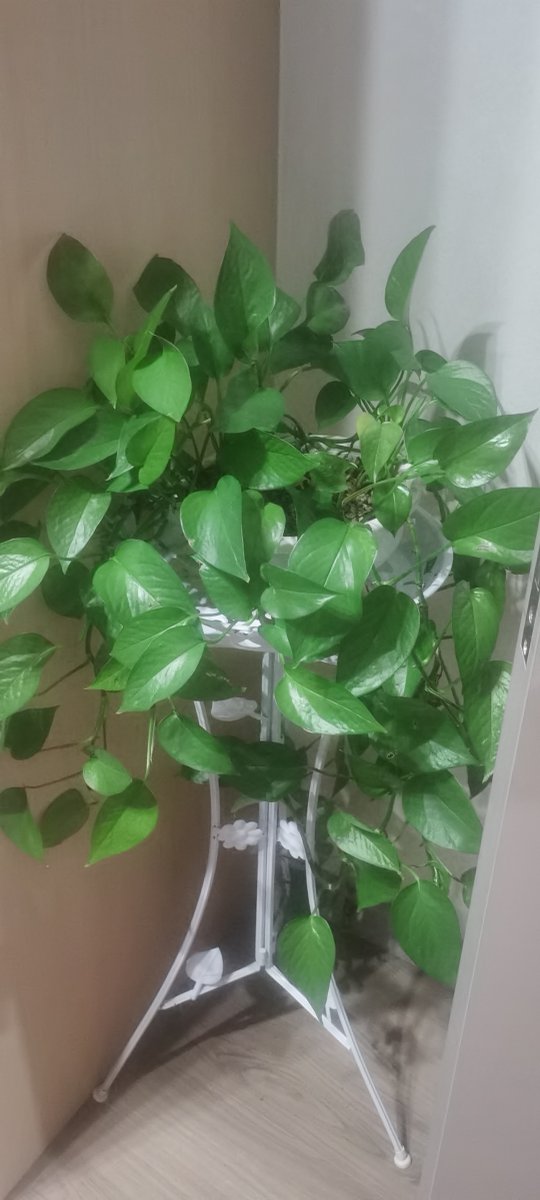natehadi732038's tweet photo. Tired of wilting pothos Water it when the top 2 inches of soil feel dry, keep it in bright indirect light, and it’ll thrive as your easy-care green buddy! https://t.co/G9OLvY6Ayz