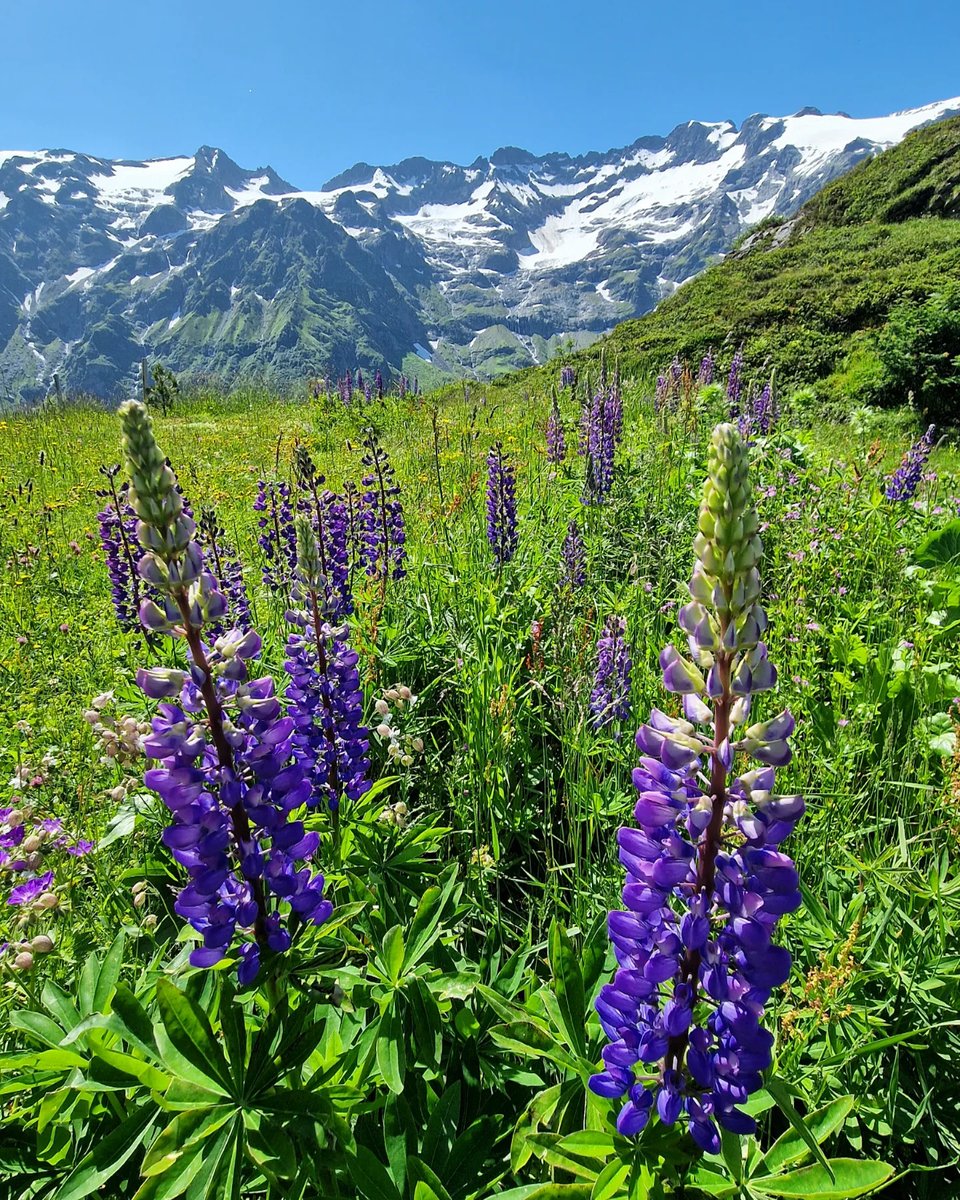 vinifluxo's tweet photo. D' Blueme wo uf de Gipflä ide Bärge blüehe, würde ihre Platz niemaus mit ere Garterose tusche🙌

#amazingswitzerland #wildflowers #alps #schweiz #natureza #suisse #swiss #swissviews #switzerland #panorama #switzerlandwonderland #switzerland_bestpix https://t.co/hFrAv8EmO6