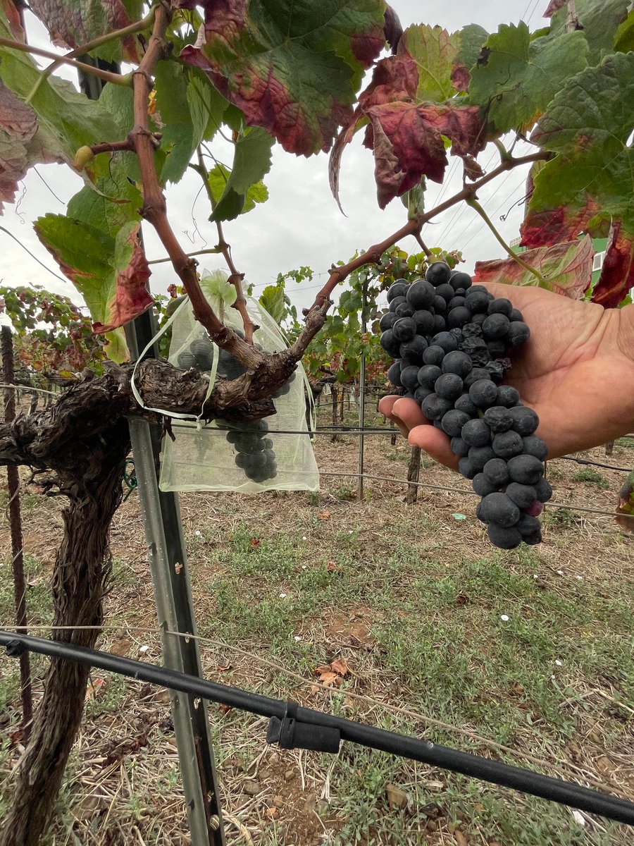 tacovin's tweet photo. Estampas de vendimia en Tacoronte-Acentejo🍇
¡Toda protección ayuda!

La contraetiqueta es el DNI de nuestros vinos
Tacoronte-Acentejo, tu vino tu comarca #winelover #vino #wine #Km0 #comarca #cultura #TacoronteAcentejo #vinosdetenerife #movimientovinodo #sostenibilidad #vendimia https://t.co/EkBCjs8p4a