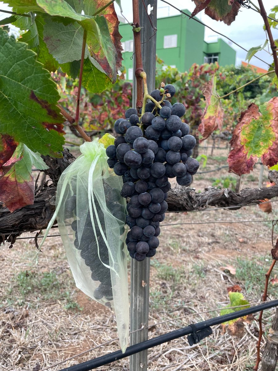 tacovin's tweet photo. Estampas de vendimia en Tacoronte-Acentejo🍇
¡Toda protección ayuda!

La contraetiqueta es el DNI de nuestros vinos
Tacoronte-Acentejo, tu vino tu comarca #winelover #vino #wine #Km0 #comarca #cultura #TacoronteAcentejo #vinosdetenerife #movimientovinodo #sostenibilidad #vendimia https://t.co/EkBCjs8p4a