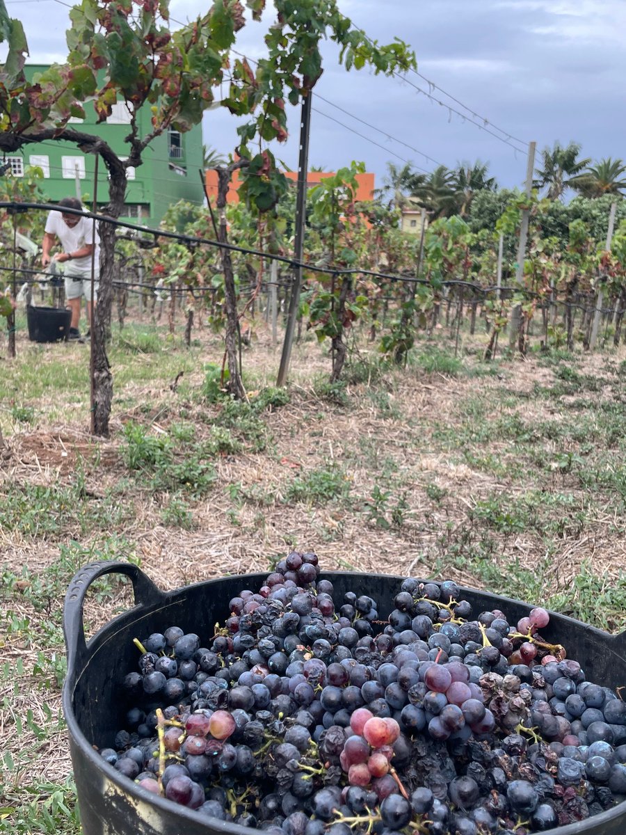 tacovin's tweet photo. Estampas de vendimia en Tacoronte-Acentejo🍇
¡Toda protección ayuda!

La contraetiqueta es el DNI de nuestros vinos
Tacoronte-Acentejo, tu vino tu comarca #winelover #vino #wine #Km0 #comarca #cultura #TacoronteAcentejo #vinosdetenerife #movimientovinodo #sostenibilidad #vendimia https://t.co/EkBCjs8p4a