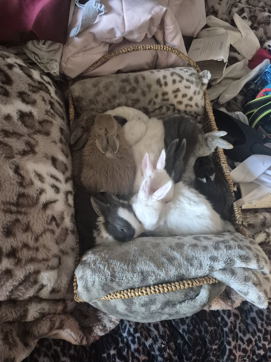 dumb_clown_xp's tweet photo. Look at these cutiess especially the one with its feet sticking out, the one I drew a love heart on is my favourite and I called him moomis one time when I was petting him he started picking me 🥹 so fucking cute https://t.co/WTPa0v4PDC