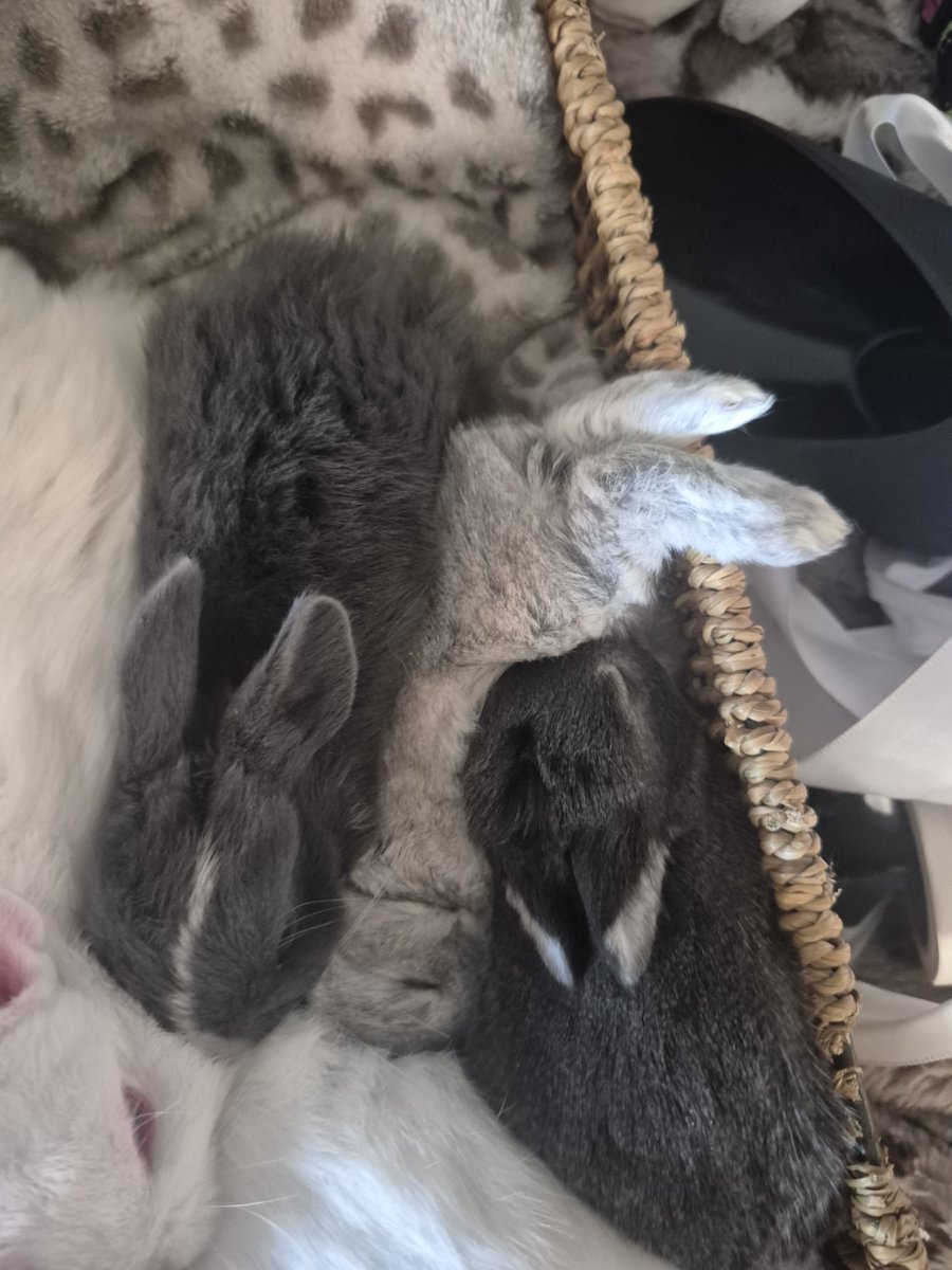 dumb_clown_xp's tweet photo. Look at these cutiess especially the one with its feet sticking out, the one I drew a love heart on is my favourite and I called him moomis one time when I was petting him he started picking me 🥹 so fucking cute https://t.co/WTPa0v4PDC