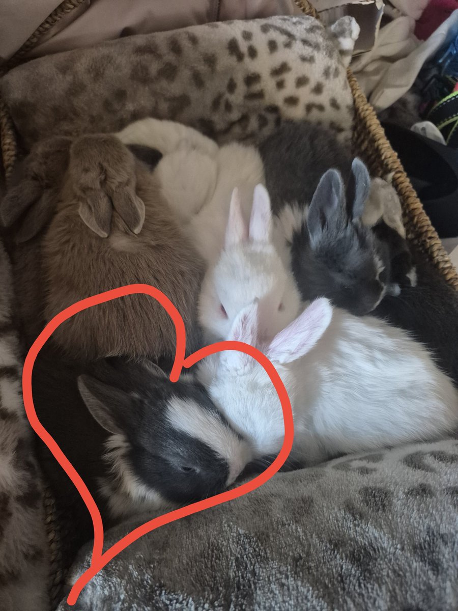 dumb_clown_xp's tweet photo. Look at these cutiess especially the one with its feet sticking out, the one I drew a love heart on is my favourite and I called him moomis one time when I was petting him he started picking me 🥹 so fucking cute https://t.co/WTPa0v4PDC