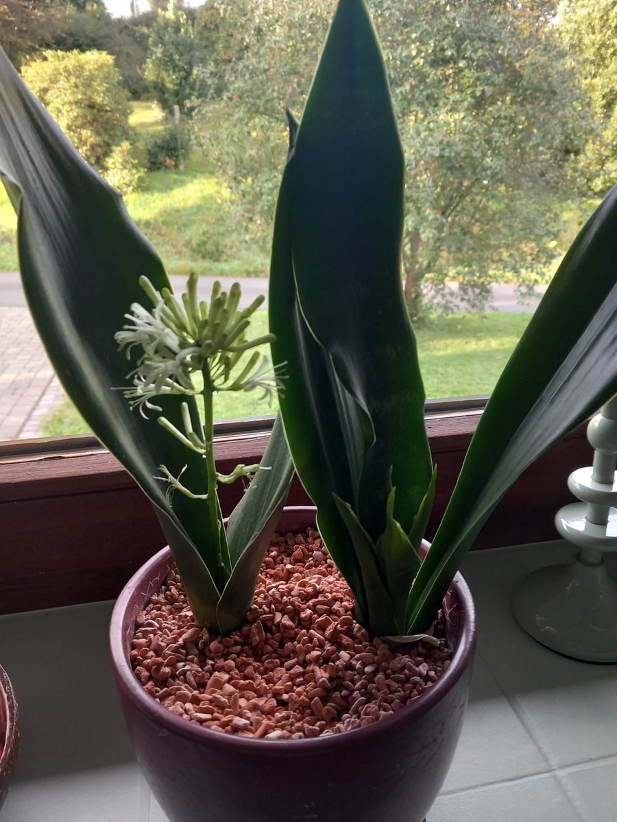 herlastrecord's tweet photo. Guckt ma, wie schön! Hat meine Mama geschickt. 🥳 https://t.co/u5lJjxu5eM