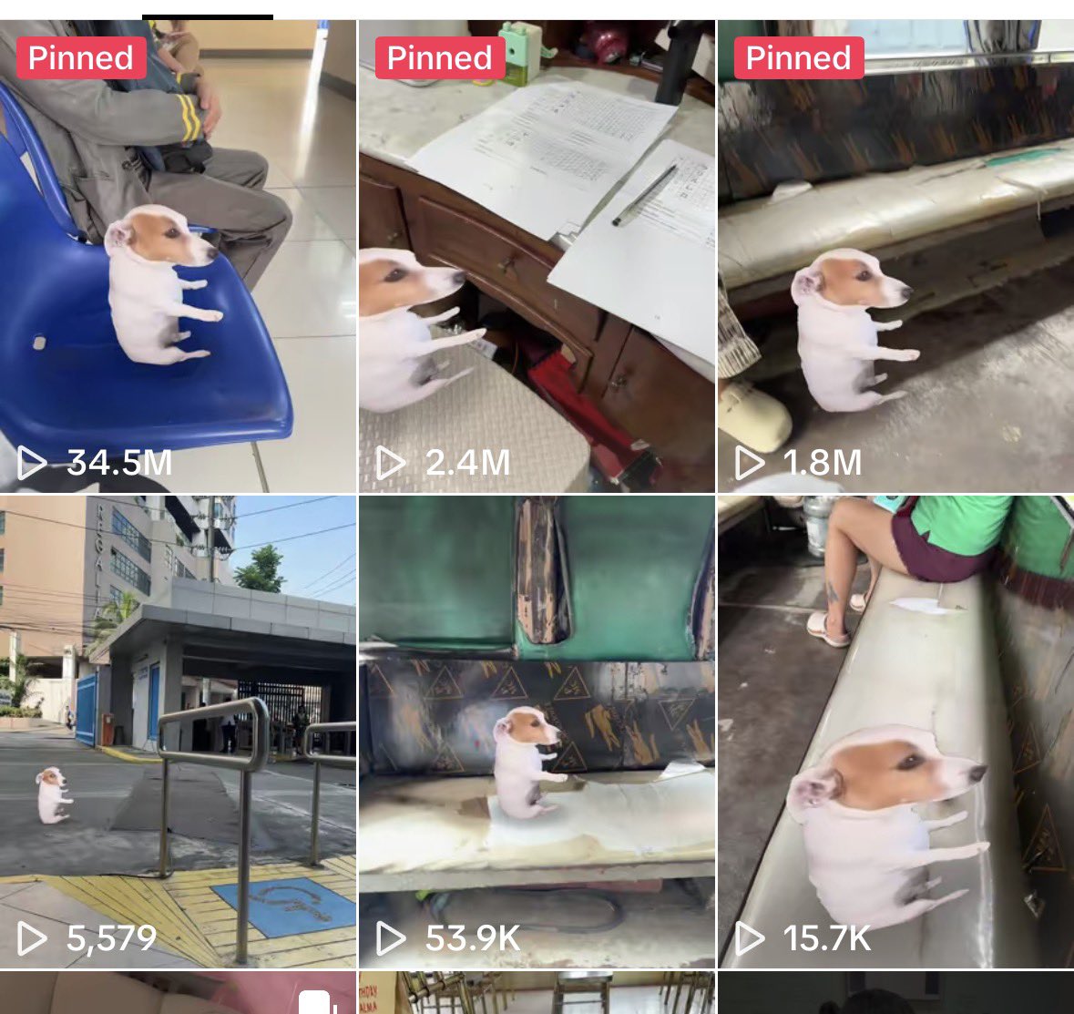 NZDEFI_'s tweet photo. Ive been in crypto for years an i dont think i have ever seen an animal meme blow up so fast on social media and across Tiktok in all my years. 

In just under a week over 1.9 million videos have been made about this dog. And it’s now the number one filter used on Tiktok. Not views….. Videos! So potentially billions of views already, and the entire world is starting to post this dog. All cexs, company’s, influencers & celebrities. 

The mind share is insane with the sitting dog and people are beginning to meme it an relate to the dog all around the world. $SDOG

EARLY. 

Chart- https://t.co/drJQhf8azS

View here- https://t.co/DZf7lQlxiG