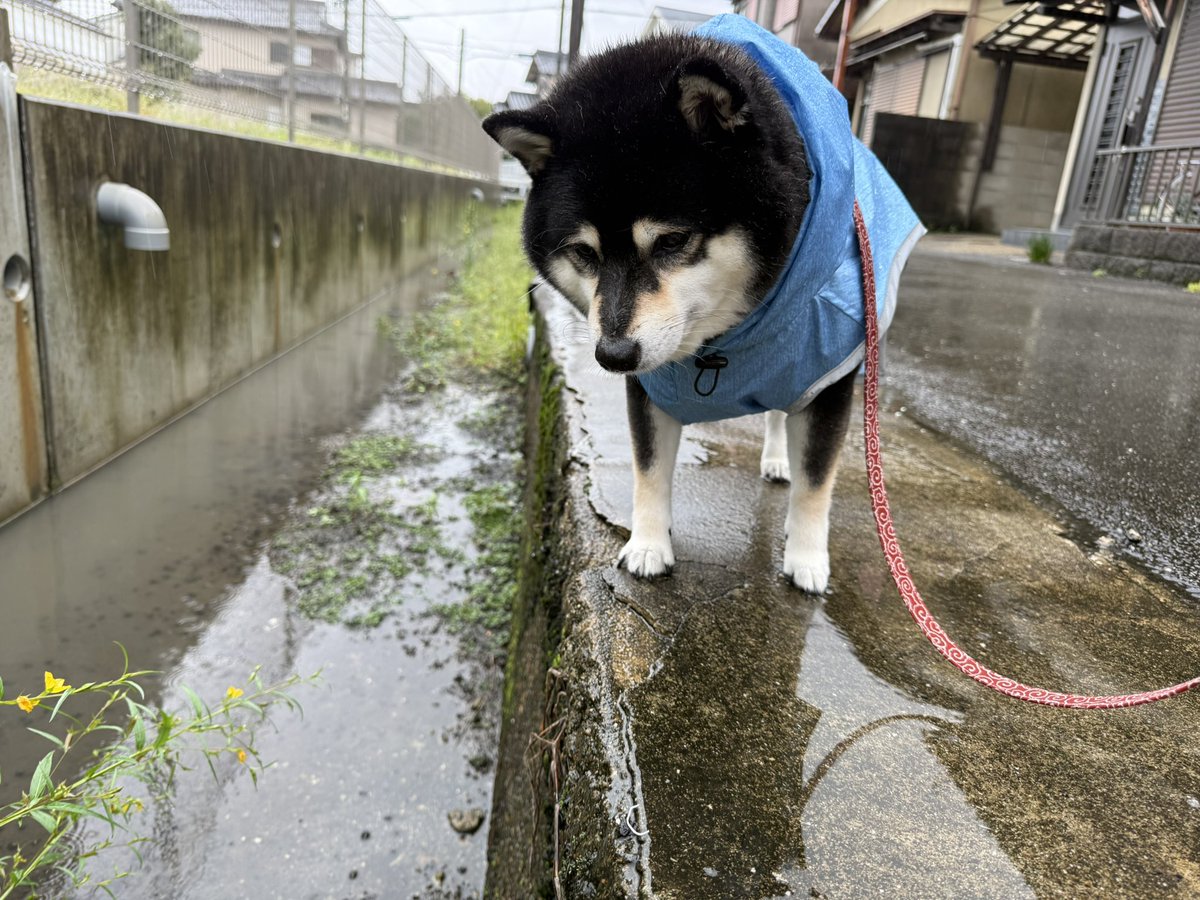 rantaro0802's tweet photo. 雨でも必死に亀の捜索活動を続ける柴犬 https://t.co/ec9BTwrztO