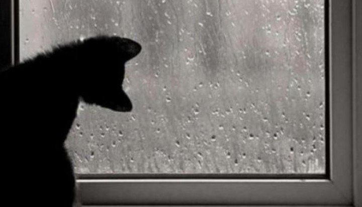 __margus_'s tweet photo. Pensar que vas a hacer
con tu vida,
mientras mirás la lluvia
por la ventana
#Llueve🫧
Buen día ☕
#BuenMartes🌹 https://t.co/ZyTunzUjNM