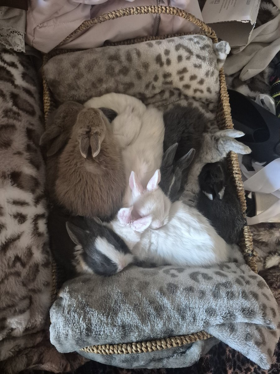 dumb_clown_xp's tweet photo. Look at these cutiess especially the one with its feet sticking out, the one I drew a love heart on is my favourite and I called him moomis one time when I was petting him he started picking me 🥹 so fucking cute https://t.co/WTPa0v4PDC
