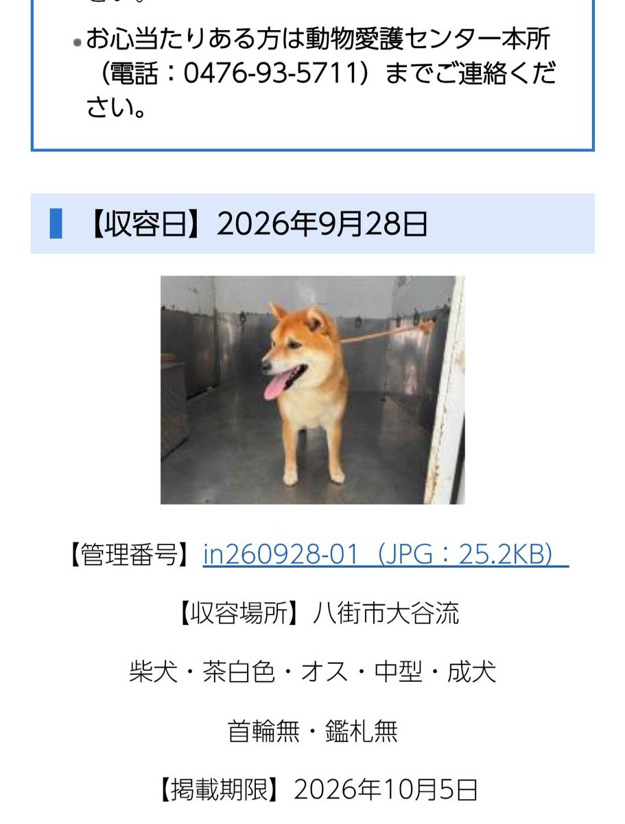 ussii123456's tweet photo. 動物愛護センターに収容されています。
飼い主さん迎え来てください。
うどんではないか念の為の為の確認しましたがこの子の首元～背中にかけての黒い毛なし。うどんではありませんでした。
拡散お願いします。
 #八街柴犬拡散希望 https://t.co/0uYE6wKVF3