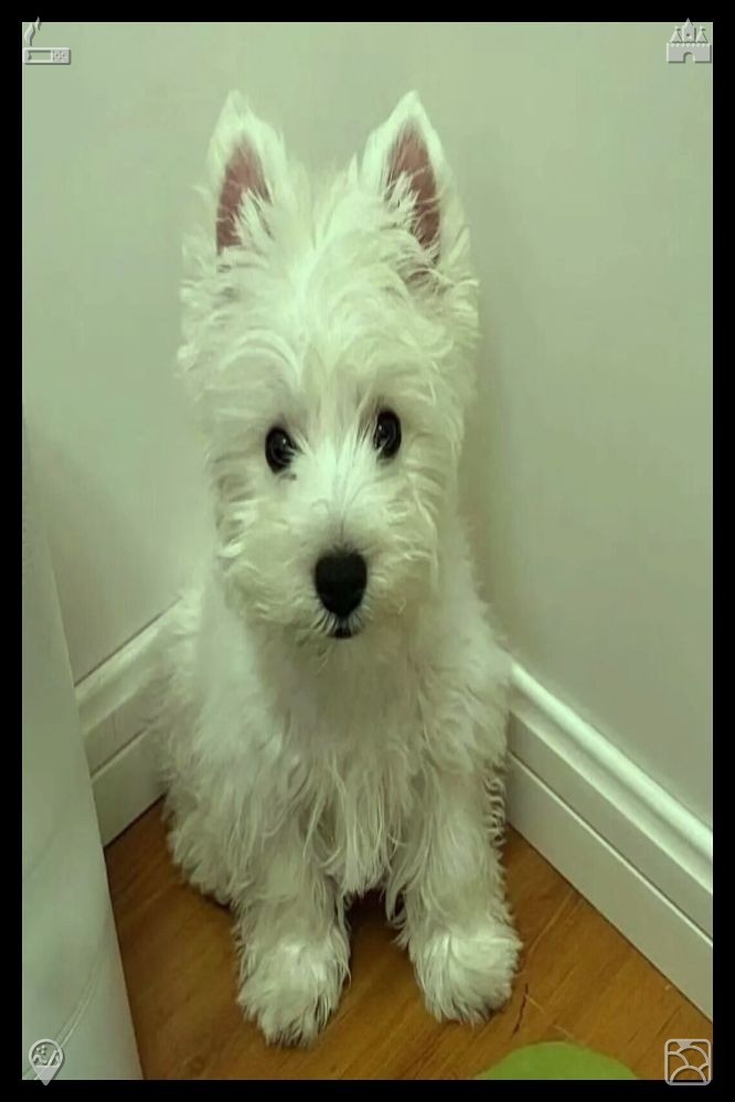 AlisaM37703333's tweet photo. 🤜Banana with chocolate, coconut flakes and nutsA gentle tug, and I reel in, catching a small sardine, and I toss it back, smiling, grateful for the quiet moment, for the chance to be alone with the sea, to listen to its song, to feel its calm. https://t.co/KnY7gJ2Dh6