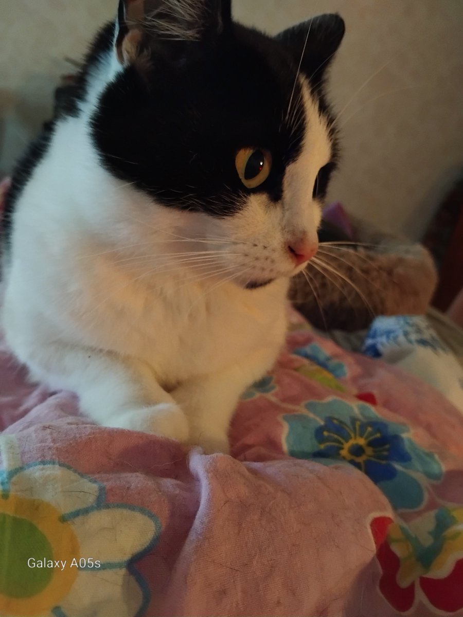 theCatGang3's tweet photo. Happy #tuxietuesday everypawdy even if I'm a cowcat! I'm pretty anyway! Cuddles and Purrs from Alaska the cat 🍁🐈‍⬛🫂🇸🇪🍁

#catsoftwitter #catsofx https://t.co/9krCanq5VV