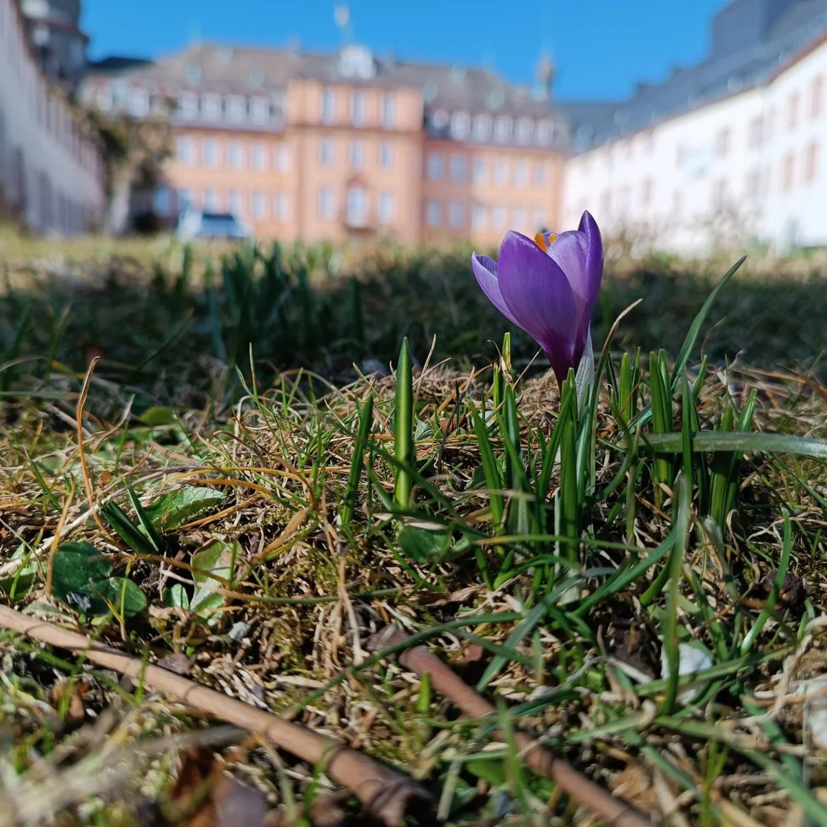 1990Maycon's tweet photo. F R Ü H L I N G☀️

Was für wohltuende Tage🥰 man musste einfach raus in die Natur 🫶🏼

An alle Fotografen: im Schlosspark blühen nur ganz vereinzelt die Krokusse! Dauert noch etwas📷 wir halten euch auf dem Laufenden! #frühling #springvibes https://t.co/ugX7vhgf5I