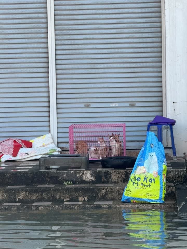 babyppiixm's tweet photo. ไม่ทราบว่าน้องมีเจ้าของมั้ย แต่ในกรงมีน้องแมวหลายตัว ถ้าน้ำขึ้นเพิ่มและยังไม่มีคนไปรับน้อง น้องอาจจะไม่รอดค่ะ

 พิกัดอยู่ตรง แถว￼สเต็ก ซอย 5 ค่ะใครก็ได้รบกวนไปช่วยที ￼

- ต้นโพส -
https://t.co/7dHY7IwZCa

#น้ำท่วม #น้ำท่วมปราจีนบุรี https://t.co/fkGnynbSaP