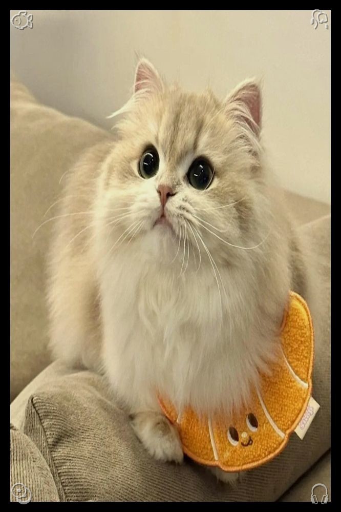 62_xoxo's tweet photo. 🙉Brewing Linden Tea The lindens are whiteBack home, I make dinner—grilled shrimp, brown rice, and roasted asparagus. It’s a light, healthy meal, perfect for recovery after swimming. https://t.co/dUapBLV036