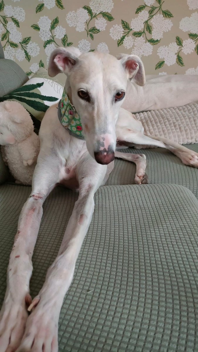 galgoleku's tweet photo. ...Aún la queda mucho, en la calle le asusta un poco pero Elena está haciendo un trabajo maravilloso. Eso sí, desde que pisó el sofá descubrió un mundo nuevo. #acogeadoptapierdeunsofa  😊 Kaori está en adopción, dejará Elena escapar a esta gran galguita sensible?
#adopta https://t.co/8JT5PMFNca