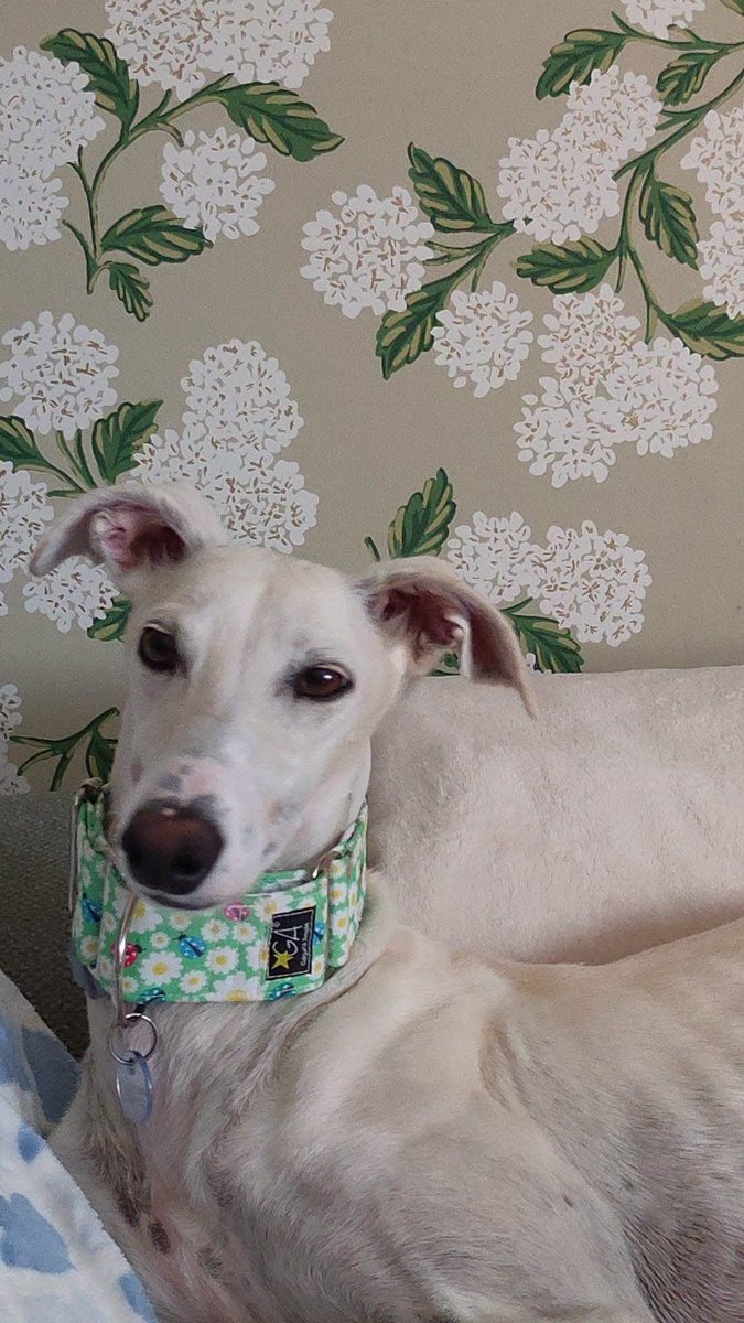 galgoleku's tweet photo. KAORI EN ADOPCIÓN
Os presentamos a Kaori, una preciosa galguita que fue recogida vagando por las calles con una pata rota.
Kaori ya ha sido operada y ahora está recuperándose con Elena, su casa de acogida.
#galgoleku #adopta #adoptanocompres #acoge https://t.co/tlS8j6OL11