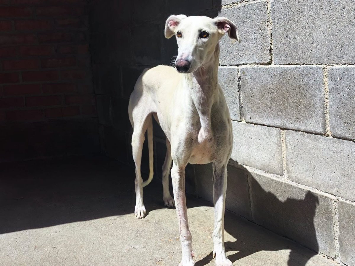 galgoleku's tweet photo. KAORI EN ADOPCIÓN
Os presentamos a Kaori, una preciosa galguita que fue recogida vagando por las calles con una pata rota.
Kaori ya ha sido operada y ahora está recuperándose con Elena, su casa de acogida.
#galgoleku #adopta #adoptanocompres #acoge https://t.co/tlS8j6OL11