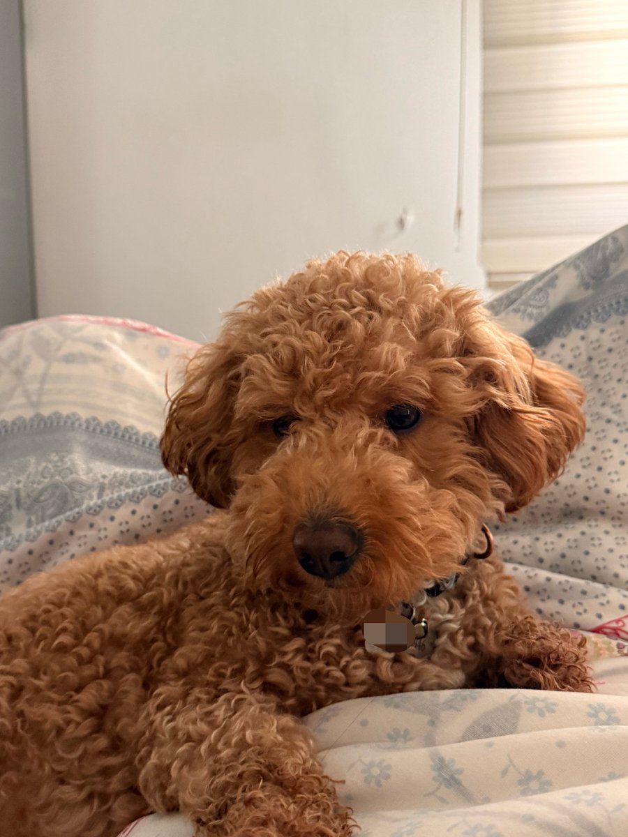 darkblue0935's tweet photo. Yeni Güne bu şekilde kucağımda tatlı bir bakışla uyandım😍
Sizede Günaydın 🐶 https://t.co/Bb4FAMhH7G