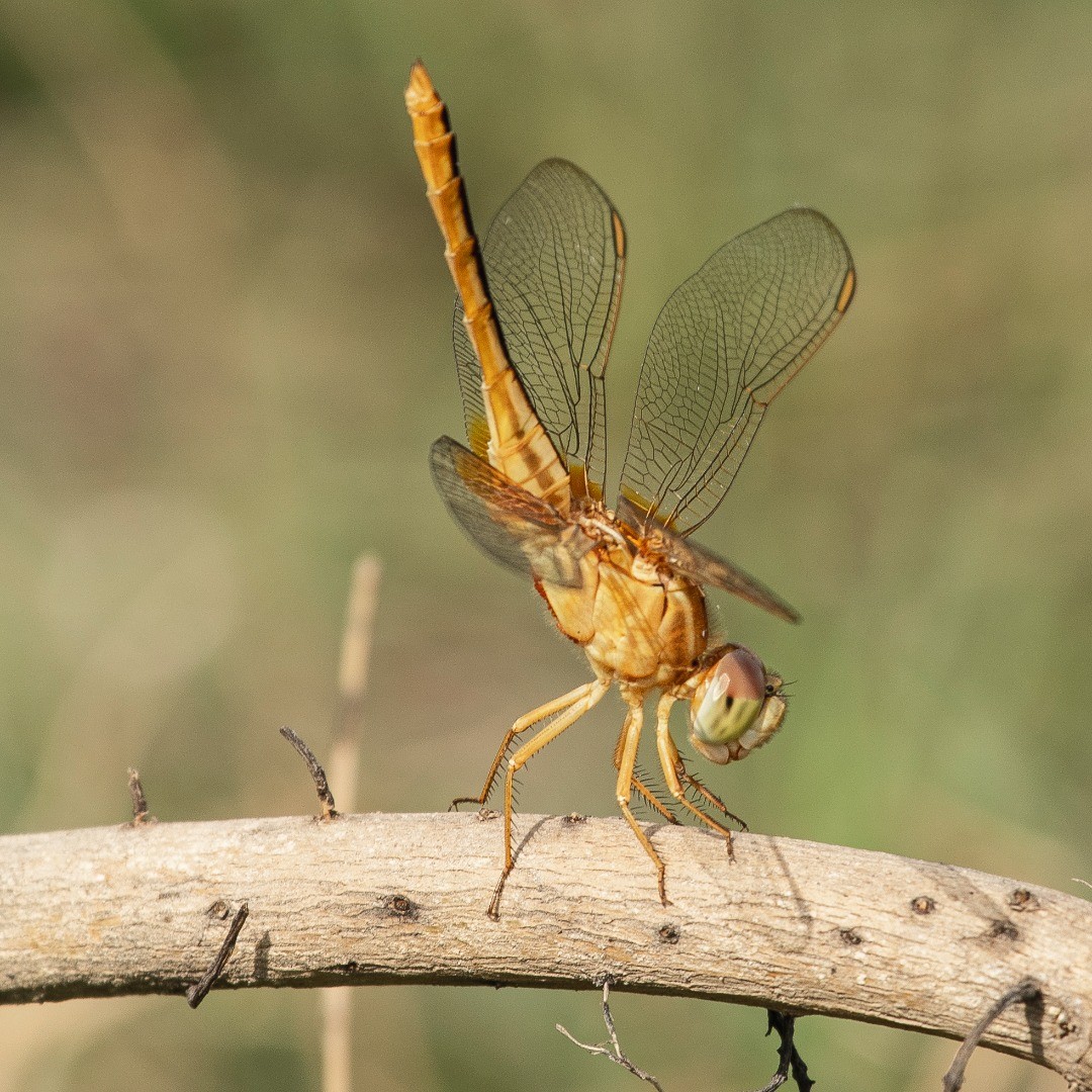 Ariemog's tweet photo. Yet another DragonFly https://t.co/6Cs6UFP0Kk