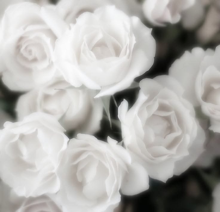 Dxrlingsaint's tweet photo. ✝︎  #ᴍᴏᴏᴛʜᴜɴᴛ #ᴘʀᴏᴍᴏᴛᴡᴛ  ✝︎
  Saint : 15 : they/he/she : aroace
 Ifb selectively - no dni - block don't report. . .    Account is a personal diary. 
      
(#sʜᴇᴅᴛᴡᴛ #ɢᴏʀᴇᴛᴡᴛ #ᴋʟᴇᴘᴛᴏᴛᴡᴛ ) https://t.co/KVPpcGFCg8