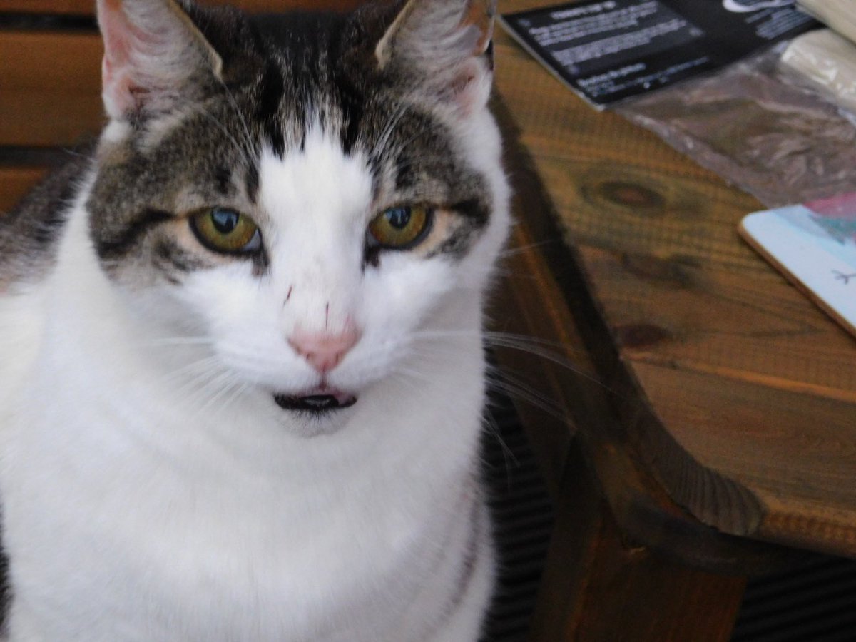 KimPetchey's tweet photo. @AllotmentCat My Max had frequent scratches on his nose from my neighbour’s blackberry bush. One of the hazards of being around fruit bushes Maurine. https://t.co/4NDvK0FlTe