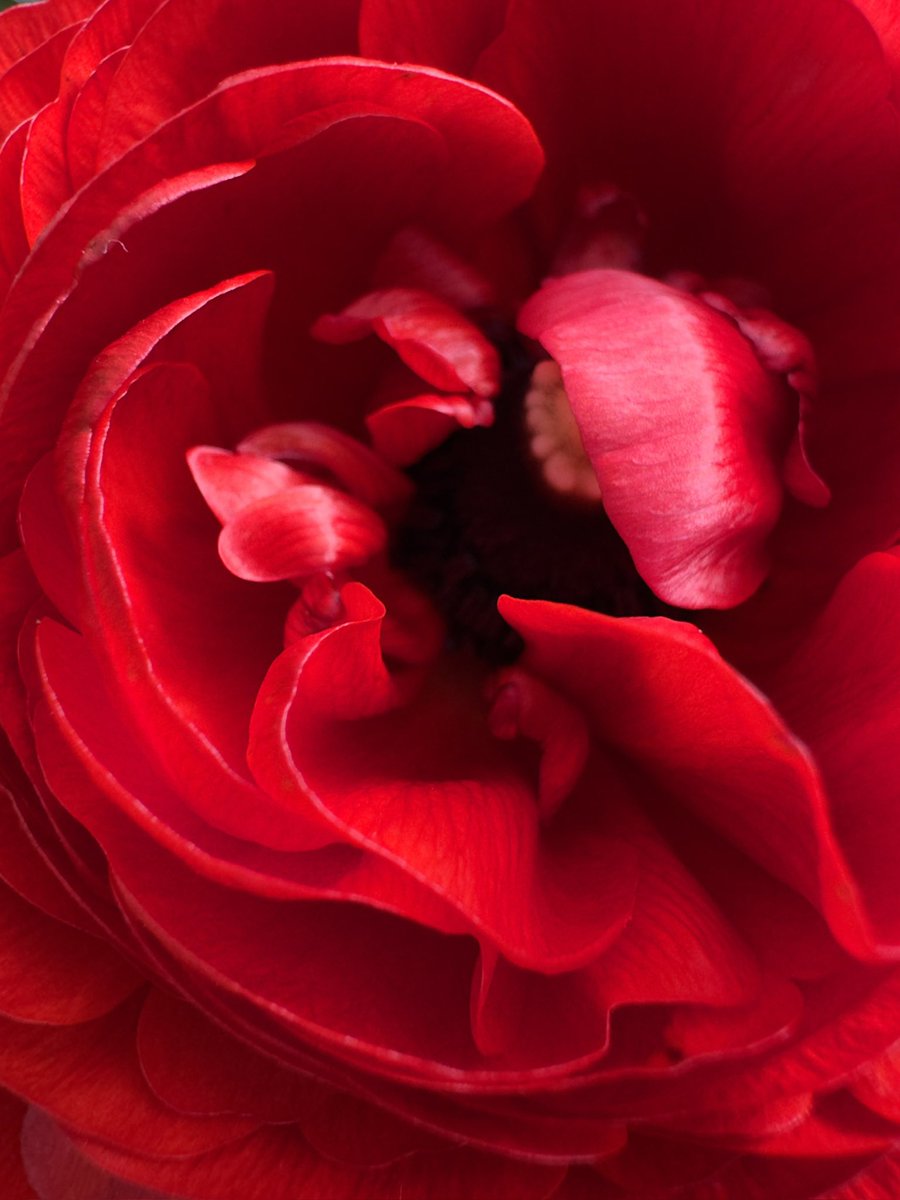 carolward5064's tweet photo. Good morning!
A splash of colour for Tuesday ♥️🔴🟥🌺
Have a great day😊

#SplashOfColour 
#FlowersOnTuesday 
#FlowersOnX 
#FlowerPower 
#MacroPhotography https://t.co/hIUW8gN1Df