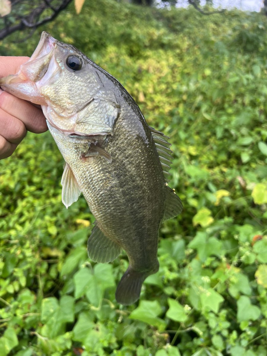 CC58027574's tweet photo. びん沼釣行

カバー周りで1本(30)
スイミング中に魚影が反転！

HP 3D-Wacky https://t.co/UQcDiLgJWQ