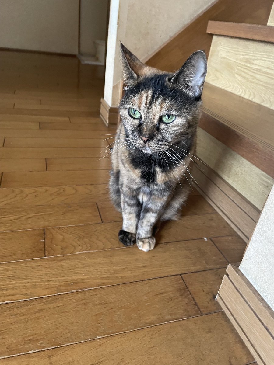 mm_kn1212's tweet photo. ‼️‼️拡散希望‼️‼️

9/23日頃苫小牧市北栄町の祖母宅の猫が逃げてしまい探しております。

自宅の周りは捜索しているのですがまだ見つかっておらずもし似た様な子を見かけた等些細な情緒からお待ちしておりますのでよろしくお願いいたします😭

何度もすみません🙇🏻���♀️
#苫小牧 #迷い猫 #沼ノ端   #拡散希望 https://t.co/tnwcRKlxSg
