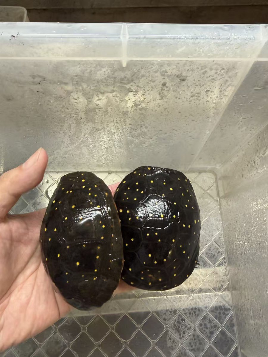 ReptileWanted's tweet photo. 飼育スペースの見直しに伴い、キボシイシガメの種親トリオを手放します。
♂1・♀2の計3匹で、毎年安定して繁殖しています。
年間を通して屋外飼育で管理してきました。

繁殖を目的に探されている方におすすめできる組み合わせです。
気になる方はDMにてお問い合わせください。
※3匹セットでのお譲りを予定しています。

#キボシイシガメ
#キボシイシガメ種親トリオ