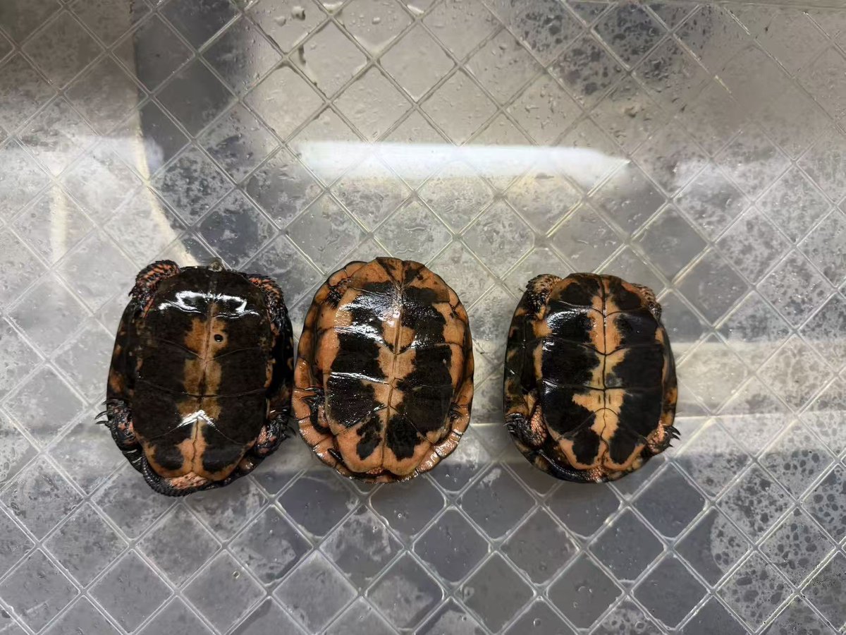 ReptileWanted's tweet photo. 飼育スペースの見直しに伴い、キボシイシガメの種親トリオを手放します。
♂1・♀2の計3匹で、毎年安定して繁殖しています。
年間を通して屋外飼育で管理してきました。

繁殖を目的に探されている方におすすめできる組み合わせです。
気になる方はDMにてお問い合わせください。
※3匹セットでのお譲りを予定しています。

#キボシイシガメ
#キボシイシガメ種親トリオ