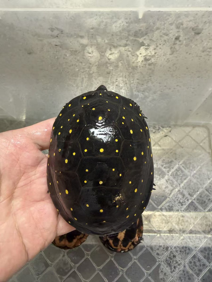 ReptileWanted's tweet photo. 飼育スペースの見直しに伴い、キボシイシガメの種親トリオを手放します。
♂1・♀2の計3匹で、毎年安定して繁殖しています。
年間を通して屋外飼育で管理してきました。

繁殖を目的に探されている方におすすめできる組み合わせです。
気になる方はDMにてお問い合わせください。
※3匹セットでのお譲りを予定しています。

#キボシイシガメ
#キボシイシガメ種親トリオ
