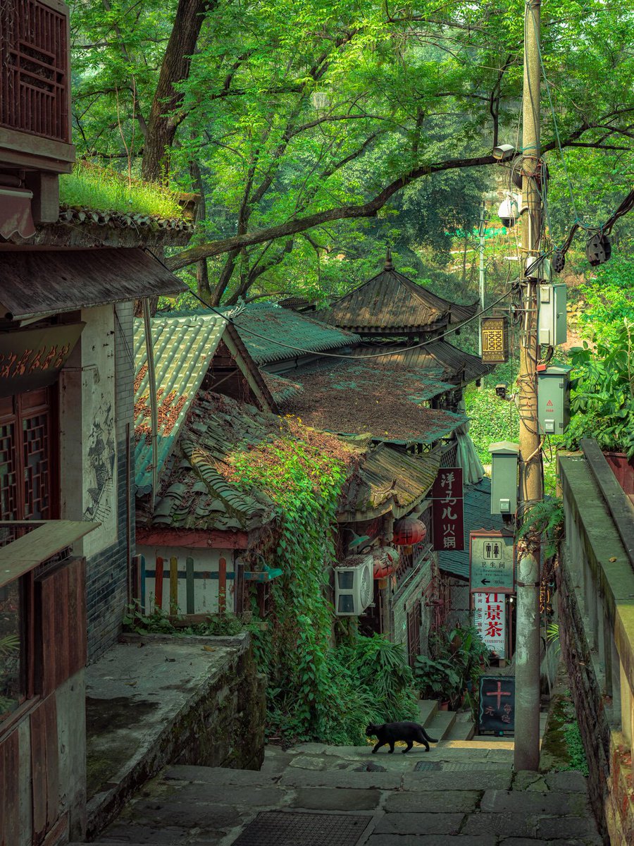 weidaowu's tweet photo. Sunshine here feels like childhood summer.☀️#Chongqing #Ciqikou https://t.co/zBwldNMsQb