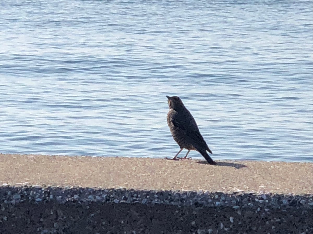 vic_dav9916's tweet photo. This delicate, lonely figure watches from afar, arms tensed in quiet vigil. https://t.co/2d5fpHjWJT