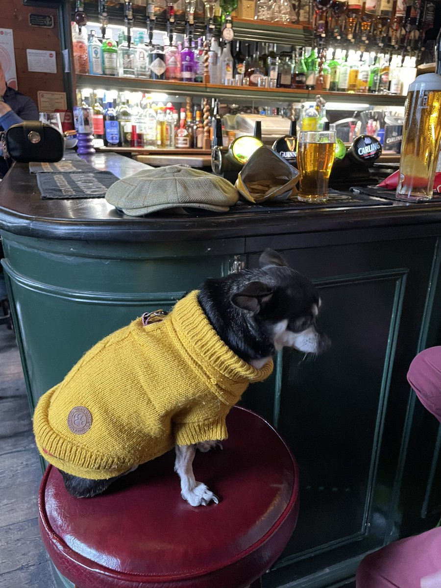 IanCallaway352's tweet photo. @SimonDanczuk @cliveinkent Molly the far right chihuahua says huzzah to the great British pub. And ya boo sucks to the gainsayers of the left. To bowdlerise the words of #PGWodehouse, it is never difficult to distinguish a ray of sunshine from a socialist with a grievance. https://t.co/KwMcvW1DlC