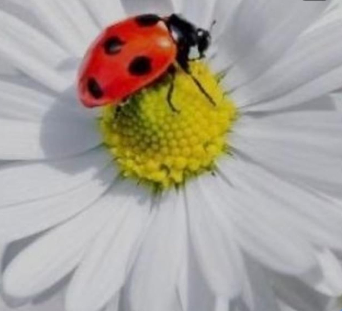 beyefendi_den's tweet photo. Yağmurlu bir Niğde sabahından.Yine okul yoluna doğru giden bir minübüs ve düşünceli insanların yüz ifadeleri.Yarım kalmış cümlelerim ile yeni bir günün içimde oluşturduğu farklı duygular ile yol alıyorum umuda doğru.Mutlu ve güzel sabahlar diliyorum.Gönül yolu sevgiyle olanlara✍️ https://t.co/fxGfgnWfsP