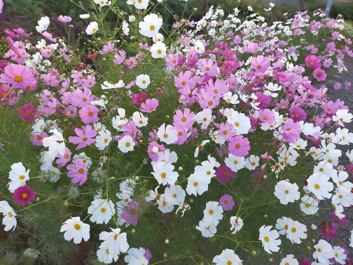 vIDwRFYY2415727's tweet photo. コスモス綺麗に咲きました〜 https://t.co/fvZOM0VXxu