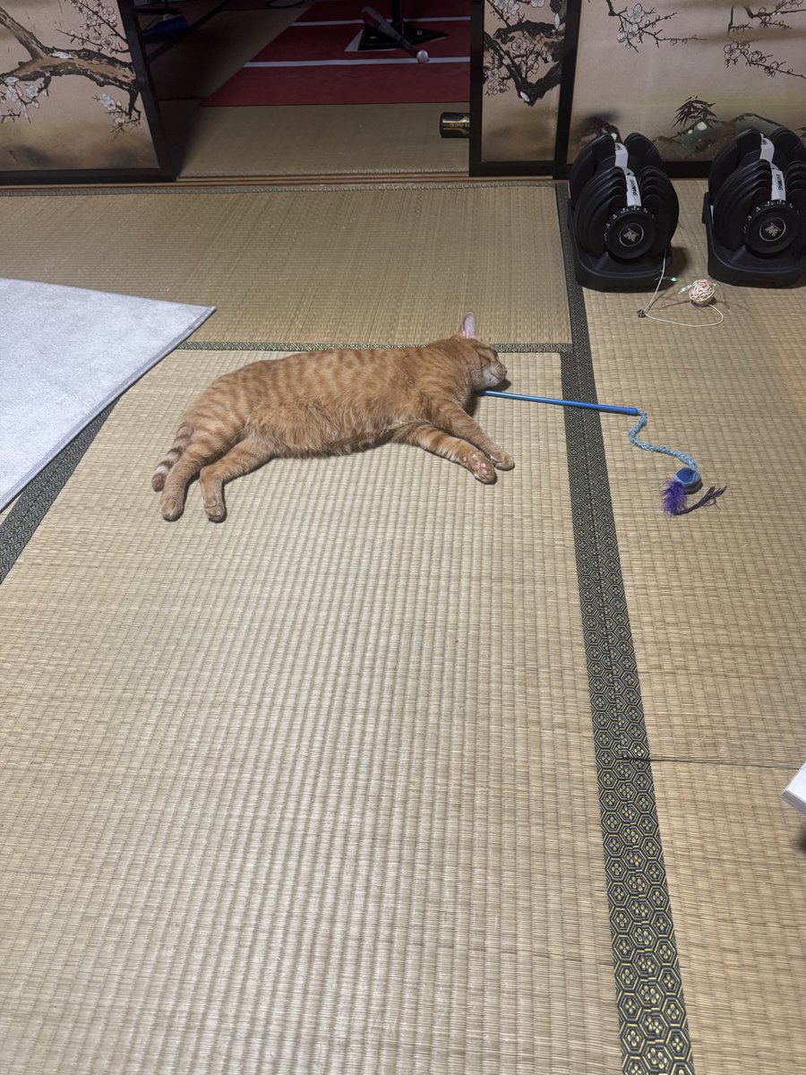 AJIchannel73231's tweet photo. 忘れもしない
去年の10/2、俺の誕生日

仕事中に娘から「部屋に野良猫が乱入した」との通報

そこから1年を待たずして
こうなる

1年前⇔今 https://t.co/0Z0aAfauTV
