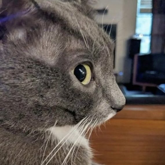 iwtvlcats's tweet photo. https://t.co/sbm334E3Fn