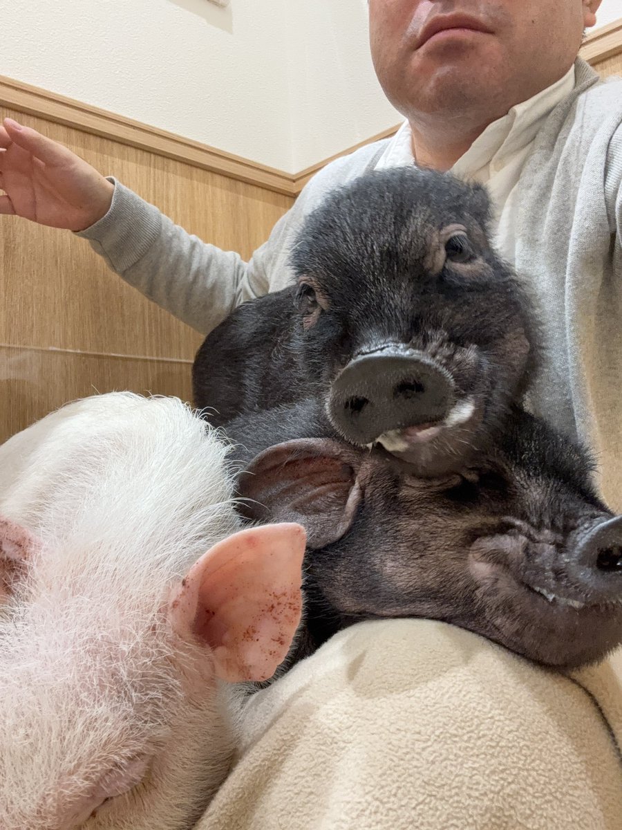 gto8781's tweet photo. 今日はブタさんと遊んでます🐽
#D専Sと繋がりたい https://t.co/GdJsOYuoDL