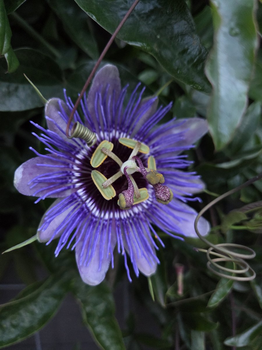 MyrthevanGestel's tweet photo. De passiebloem deze ochtend🪻💜

Wat groeien ze hard en mooi. Ze zitten ook al niet meer alleen aan de voorkant maar ook al aan de zijkant.

#nature #Naturephotography #flowerpower #flower https://t.co/AkqJZzyIOP