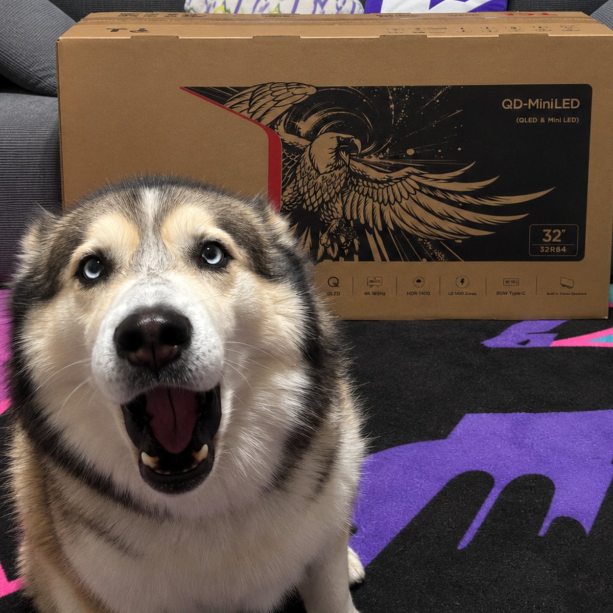 Lil_Tikachu's tweet photo. **Look what landed on my doorstep... 👀**
 I think it’s safe to say someone is a little SHOCKED by the newest addition to the gaming setup. 😂

And judging by that face, apparently I’m not the only one excited.
 **Unboxing and first impressions videos coming soon...**

#TCL #GamingMonitor #GamingSetup #PCGaming