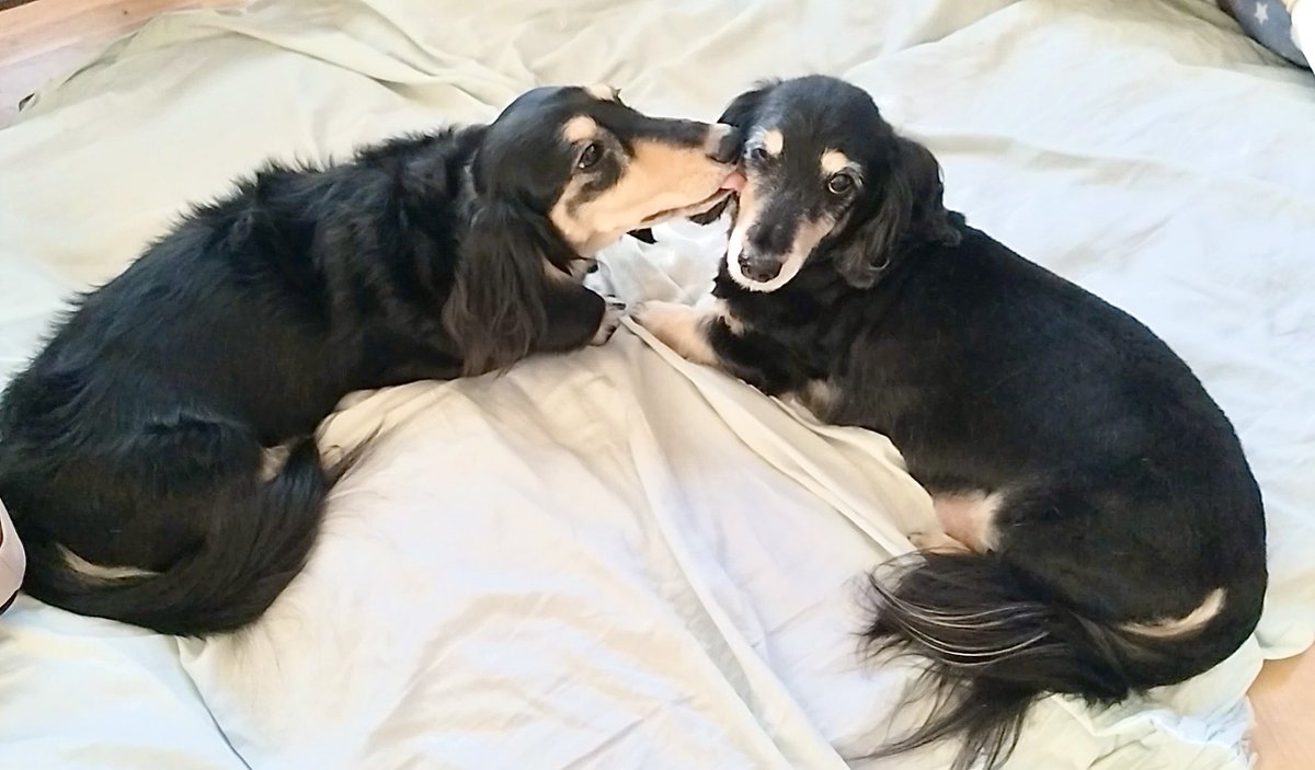 shake_egg's tweet photo. ぺろぺろタイム
若←
→爺
#犬 https://t.co/CN0WpEAcRl