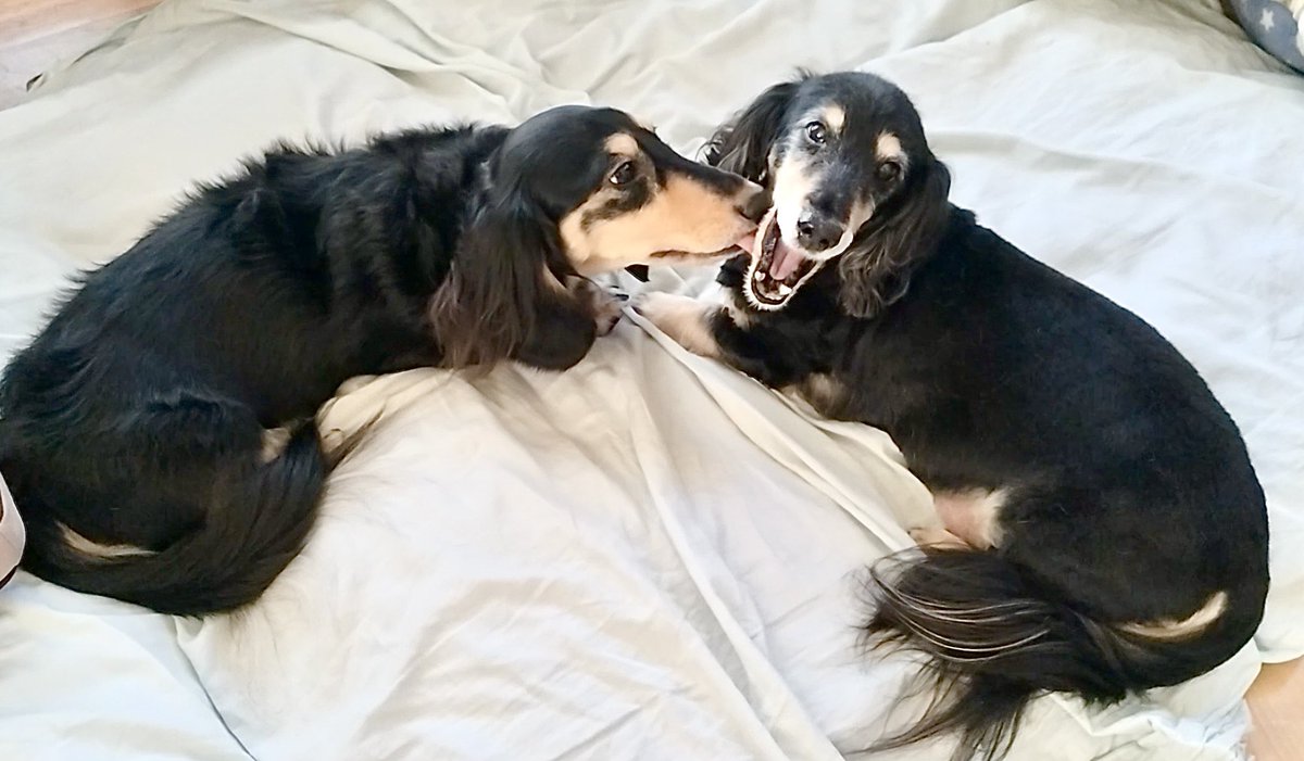 shake_egg's tweet photo. ぺろぺろタイム
若←
→爺
#犬 https://t.co/CN0WpEAcRl