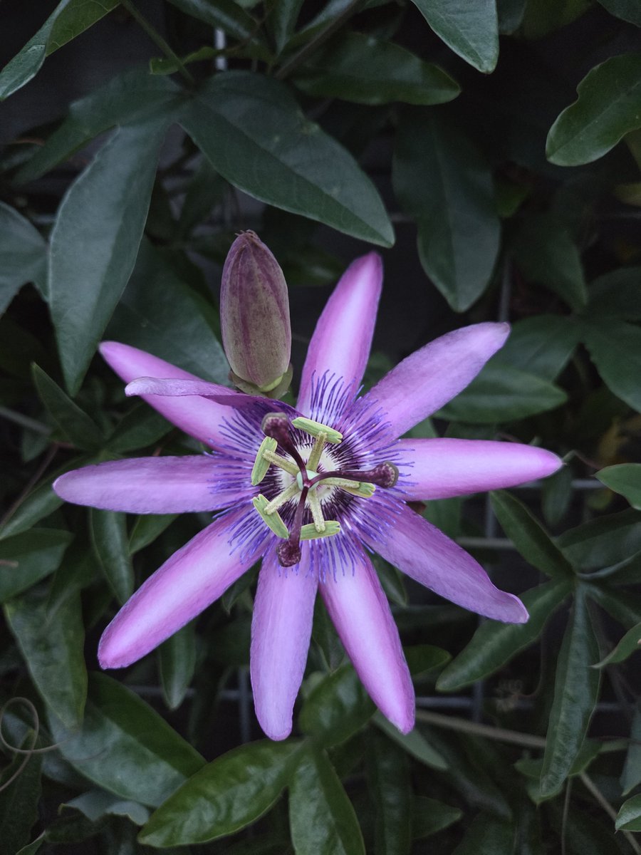 MyrthevanGestel's tweet photo. De passiebloem deze ochtend🪻💜

Wat groeien ze hard en mooi. Ze zitten ook al niet meer alleen aan de voorkant maar ook al aan de zijkant.

#nature #Naturephotography #flowerpower #flower https://t.co/AkqJZzyIOP