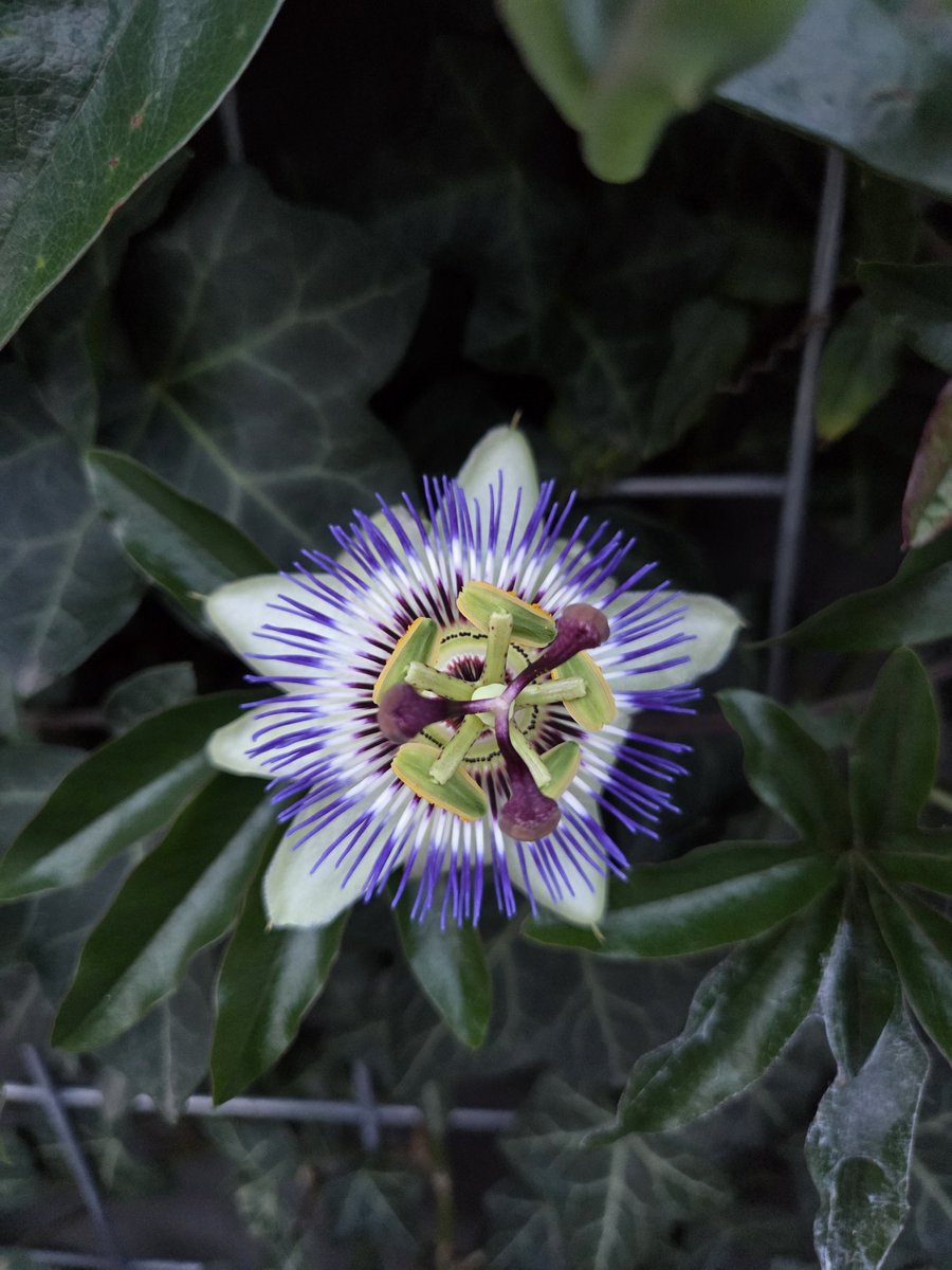 MyrthevanGestel's tweet photo. De passiebloem deze ochtend🪻💜

Wat groeien ze hard en mooi. Ze zitten ook al niet meer alleen aan de voorkant maar ook al aan de zijkant.

#nature #Naturephotography #flowerpower #flower https://t.co/AkqJZzyIOP