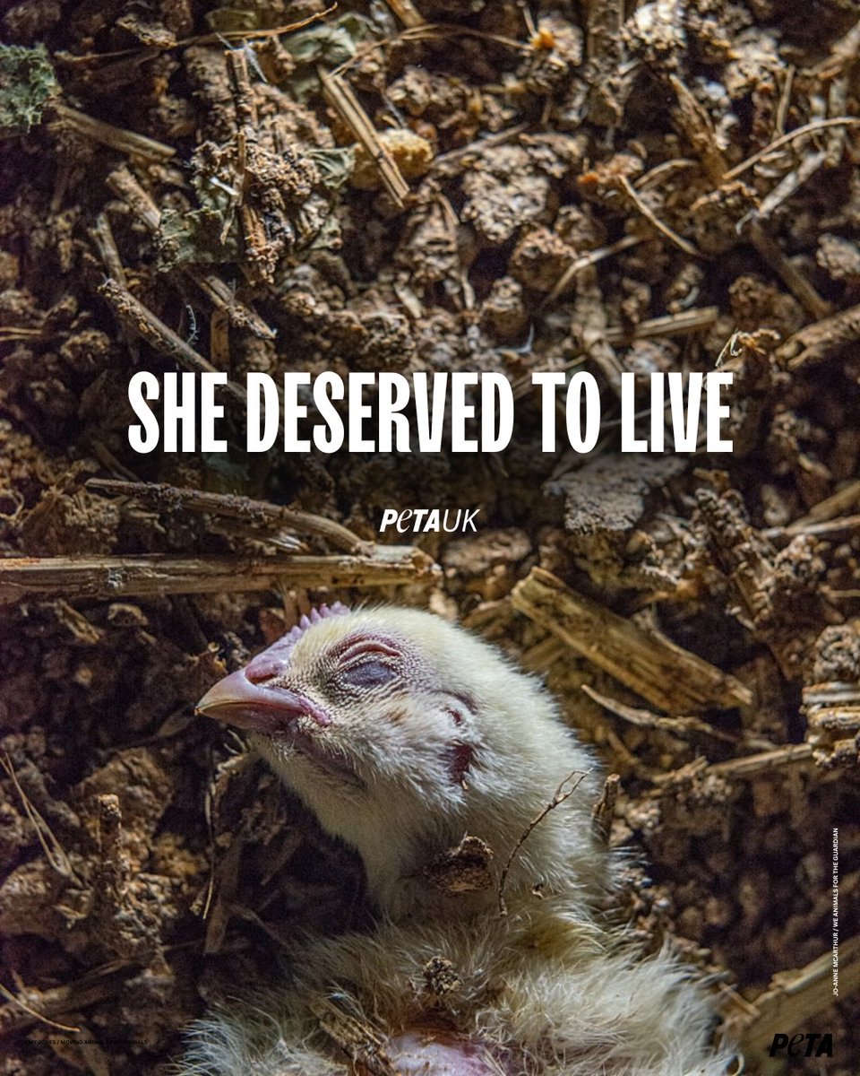 PETAUK's tweet photo. Animals want to live, just like us. https://t.co/RK0aqzqvG7